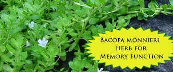 nootrobox-rise-bacopa-image