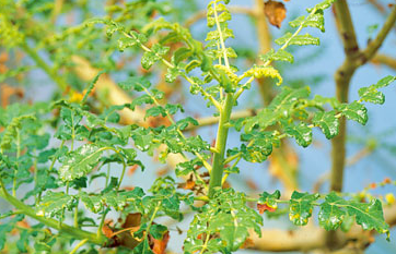 ingredients in instaflex advanced