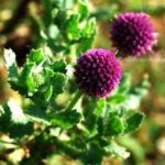 sphaeranthus indicus image