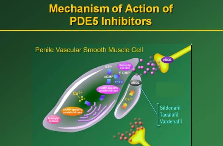 how pde5 inhbitors work