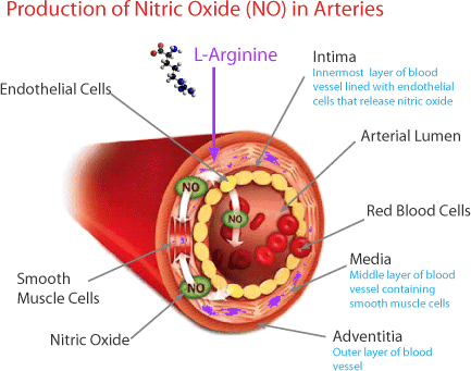 Nitric Oxide, NO2, supplementation science helps to understand the product NO2 Black