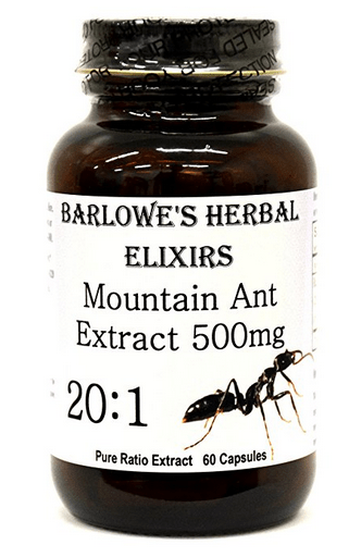barlowes black ant