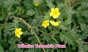 what tribulus terrestris looks like
