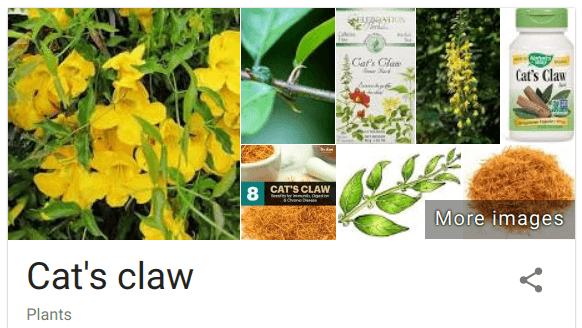 Alpha Brain contains cat's claw