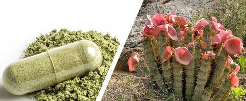 Hoodia Gordonni weight loss