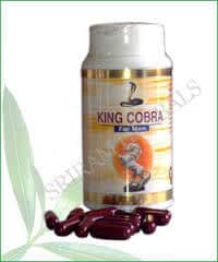 King Cobra