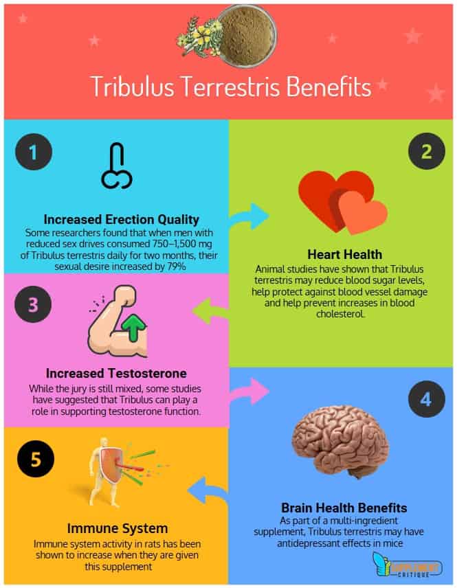 tribulus terrestris infographic
