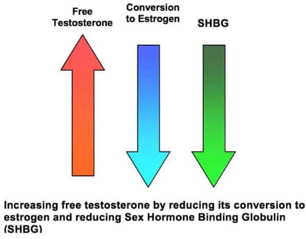 how one of the ingredients in andro 400 works