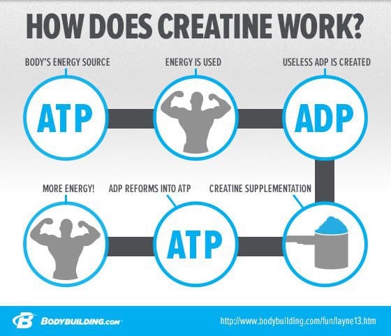 How creatine like MuscleTech Muscle Builder works