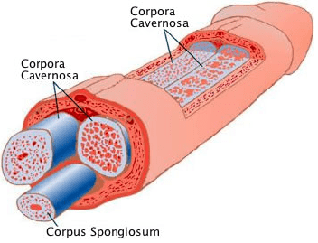corpora cavernosa