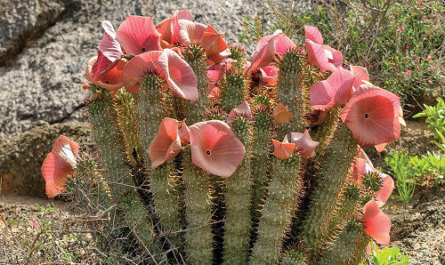 Hoodia Gordonii and appetite suppression