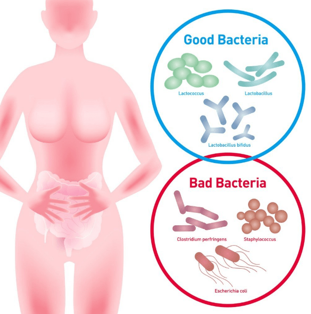 good bacteria vs bad bacteria