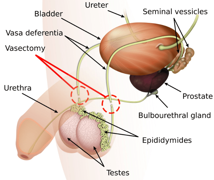 testosterone is produced in the testicles