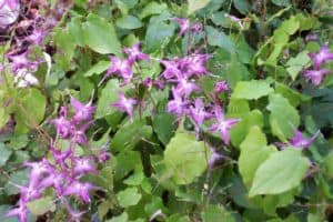 Horny Goat Weed