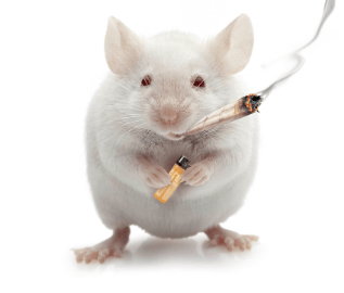 rats-smoking-weed.png