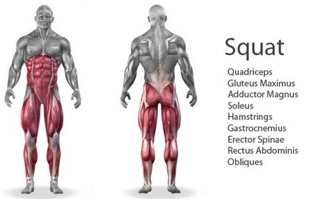 muscles used in a squat