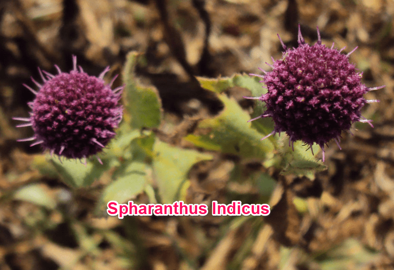 Sphaeranthus indicus