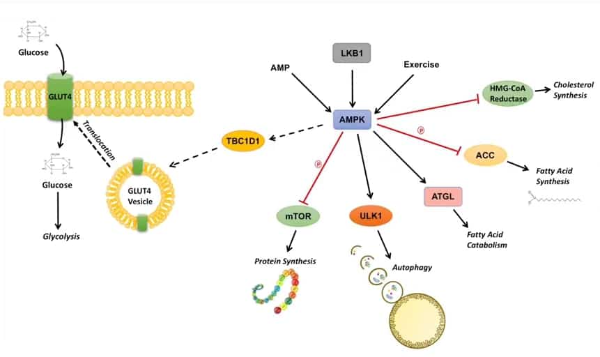 graphical representation of how AMPK works