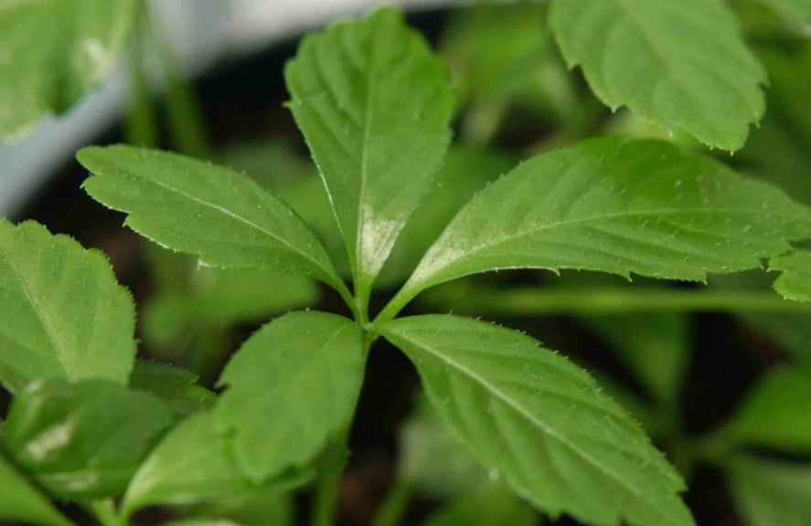 gynostemma leaf