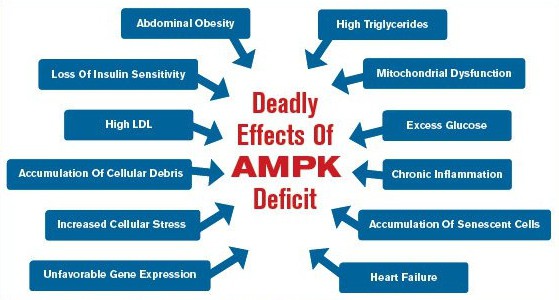 what happens when you dont have enough ampk
