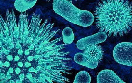 https://www.supplementcritique.com/wp content/uploads/2018/06/bacteria 1