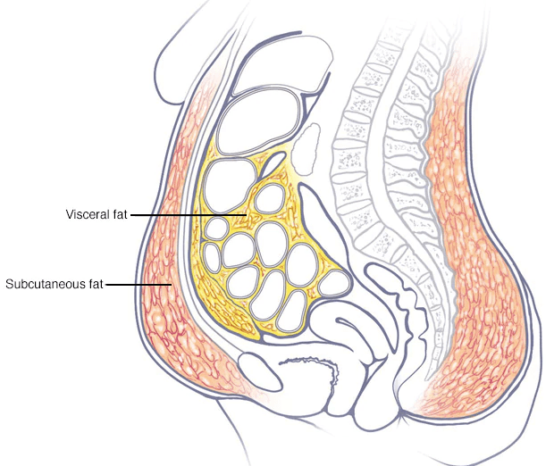 where belly fat accumulates