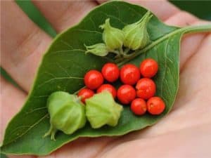 Ahwagandha is included in the list of ingredients for Libido Max For Women