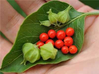 Ahwagandha is included in the list of ingredients for Libido Max For Women