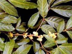 Muira Puama is found in Climadex