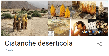 Cistanche Deserticola is an ingredient found in Gold Max Pink, a viagra pill for women