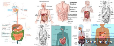 Pure For Men works quickly, but it depends on your digestive system