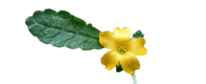 Damiana Leaf is found in Provestra