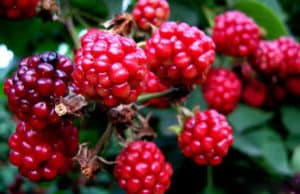 Red Raspberry is a hormone balancing ingredient in women sex pills