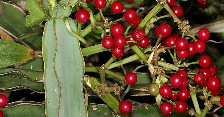 Cissus Quadrangularis is an ingredient contained in the Alpha Lean 7 formula
