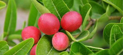 Gymnema Leaf Extract helps reduce cravings for sugar