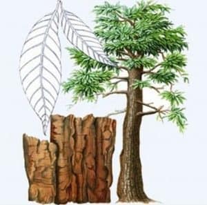 Yohimbe is a strong stimulant ingredient and is found in Alpha Lean 7 for weight loss