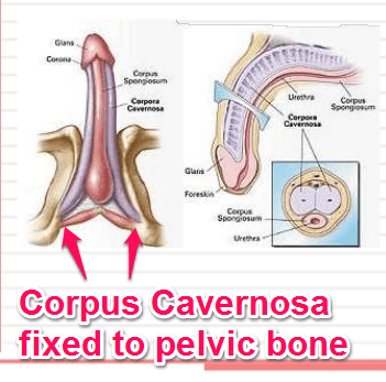 corpus cavernosa fixed to pelvic bone