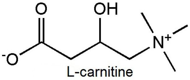 L-Carnitine is found in Alpha Lean 7 fat burner