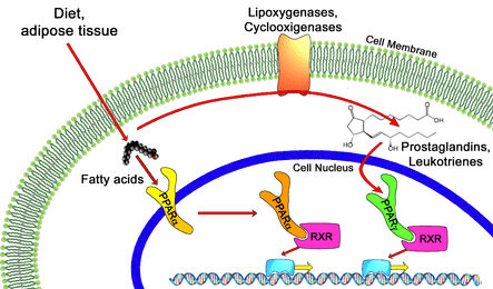peroxisome proliferator-activated receptor