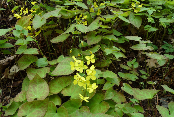 epimedium brevicornum