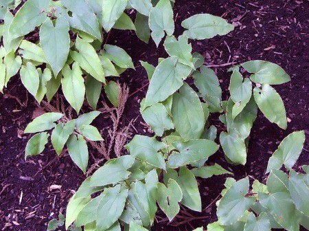 horny goat weed is a primary ingredient in Montezumas Secret