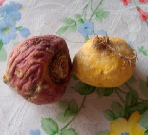 maca root is another ingredient in Montezumas Secret