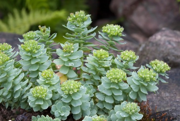 Rhodiola Rosea